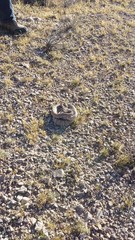 Crotalus stephensi