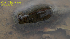 Triops longicaudatus