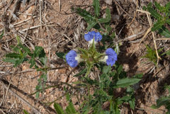 Blepharis subvolubilis