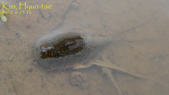 Triops longicaudatus