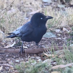 Corvus bennetti