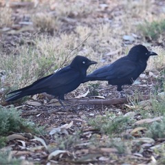 Corvus bennetti