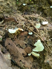Entoloma byssisedum