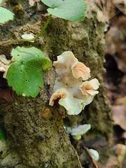 Entoloma byssisedum