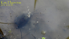 Triops longicaudatus