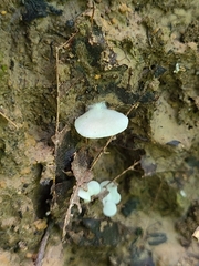 Entoloma byssisedum
