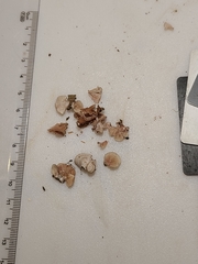 Entoloma byssisedum