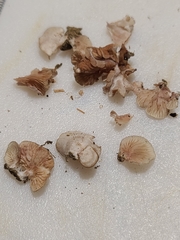 Entoloma byssisedum