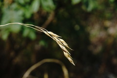 Piptatherum holciforme