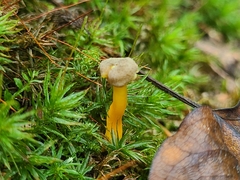 Hygrocybe caespitosa