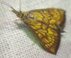 Ecpyrrhorrhoe rubiginalis