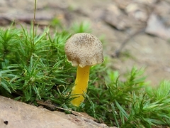 Hygrocybe caespitosa