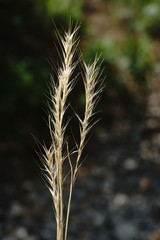 Festuca ambigua