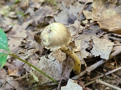 Hygrocybe caespitosa