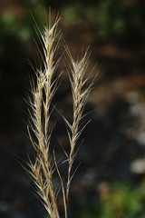 Festuca ambigua