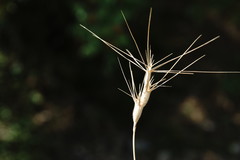 Aegilops neglecta