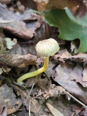 Hygrocybe caespitosa