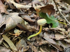 Hygrocybe caespitosa