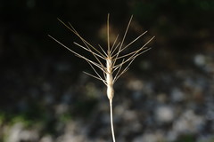 Aegilops neglecta