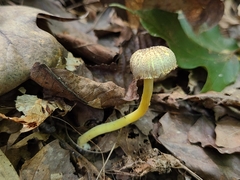 Hygrocybe caespitosa