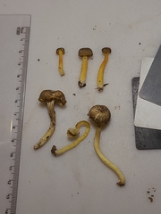 Hygrocybe caespitosa