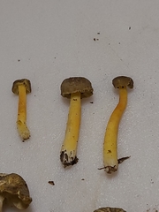 Hygrocybe caespitosa