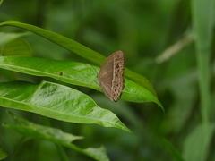 Mycalesis perseus