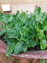 Beta vulgaris cicla