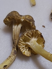 Hygrocybe caespitosa