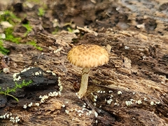 Cystoagaricus subamarus