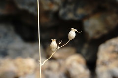 Silene crispata