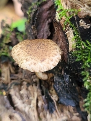 Cystoagaricus subamarus