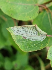 Phyllocnistis labyrinthella