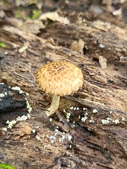 Cystoagaricus subamarus