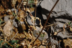 Silene crispata