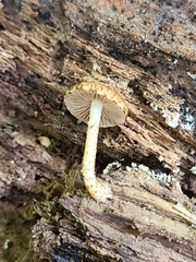 Cystoagaricus subamarus