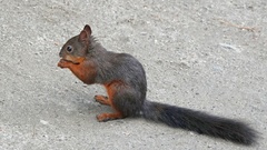 Sciurus vulgaris fusconigricans