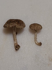 Cystoagaricus subamarus