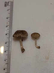 Cystoagaricus subamarus