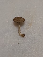 Cystoagaricus subamarus