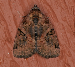 Pseudeustrotia indeterminata