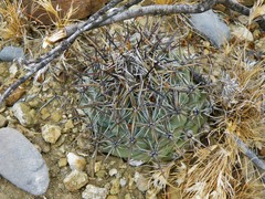 Coryphantha difficilis