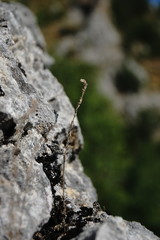 Galium verticillatum