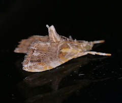 Glaphyria basiflavalis