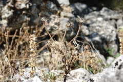 Picris pauciflora