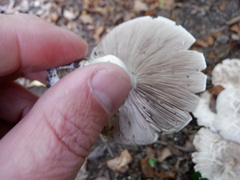 Agaricus