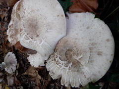 Agaricus