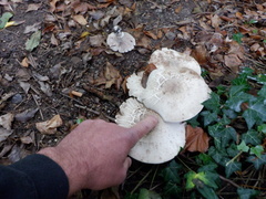 Agaricus