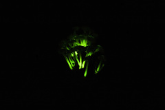 Mycena lucentipes