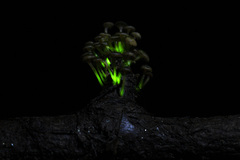 Mycena lucentipes